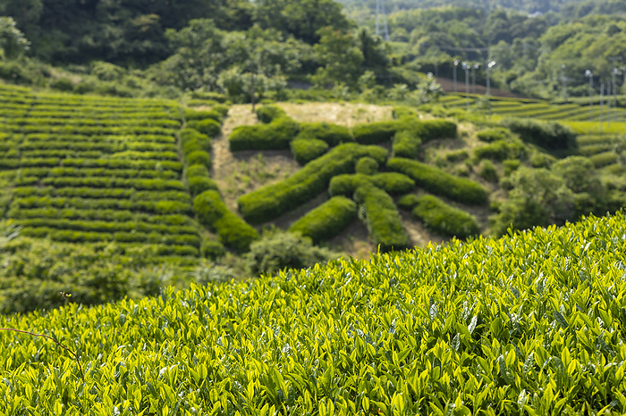 Tea plantation, Kagawa