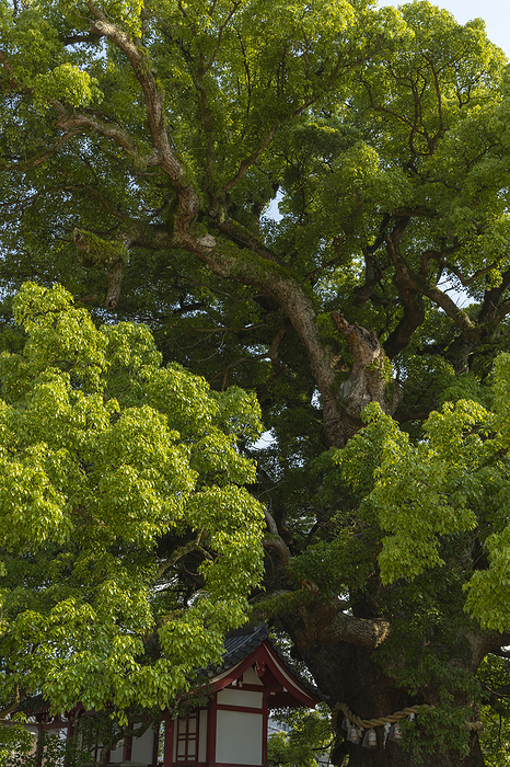Ookusu (camphor tree) at Zentsuji Temple, Kagawa Prefecture