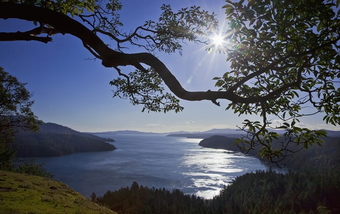 The sun rises over an arbutus tree overlooking sansum narrows in vancouver island; british columbia, canada