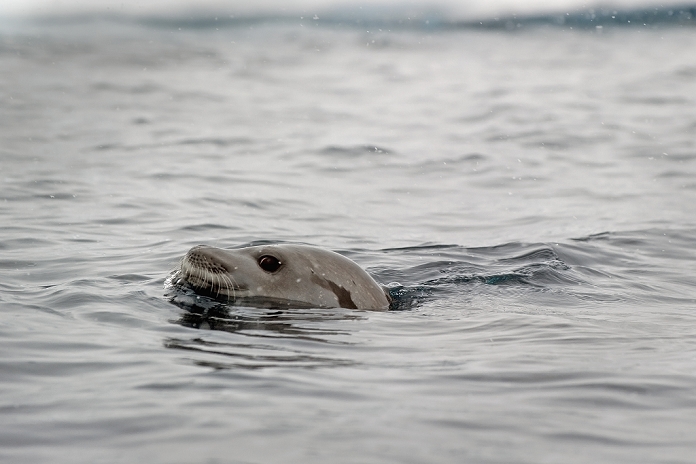 Leopard seal (hydrurga leptonyx); antarctica