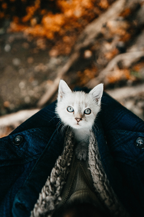 Person holding white kitten inside his jacket, Cheia, Prahova, Romania, by Cavan Images / Buduleanu Emanuel Andrei
