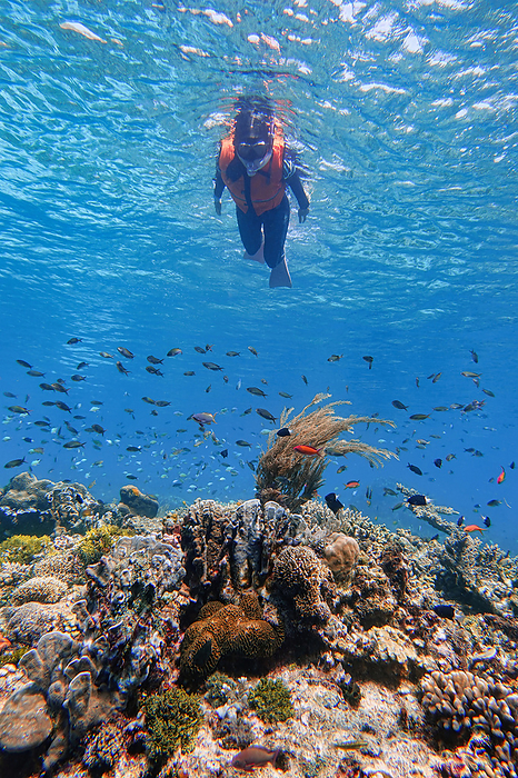 Indonesia Alor Island   Marine life Coral reef with tropical fish Indonesia Alor Island   Marine life Coral reef with tropical fish, Indonesia, East Nusa Tenggara, Alor Island, by Cavan Images   Marko