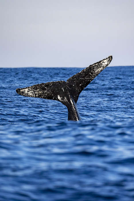 a whale tail when diving, South Africa, Eastern Cape, Port Saint Johns NU, by Cavan Images / Raffi Maghdessian