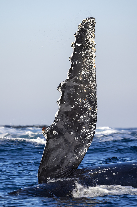 A humpback whale shows off its pectoral fin, South Africa, Eastern Cape, Port Saint Johns NU, by Cavan Images / Raffi Maghdessian