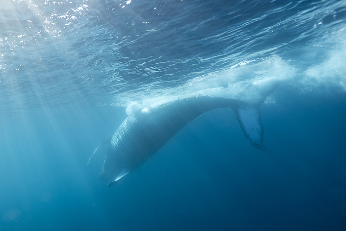 A humpback whale swims peacefully underwater, South Africa, Eastern Cape, Port Saint Johns NU, by Cavan Images / Raffi Maghdessian