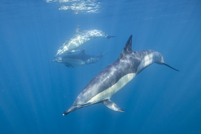 Three common dolphins swim beneath the water's surface, South Africa, Eastern Cape, Port Saint Johns NU, by Cavan Images / Raffi Maghdessian