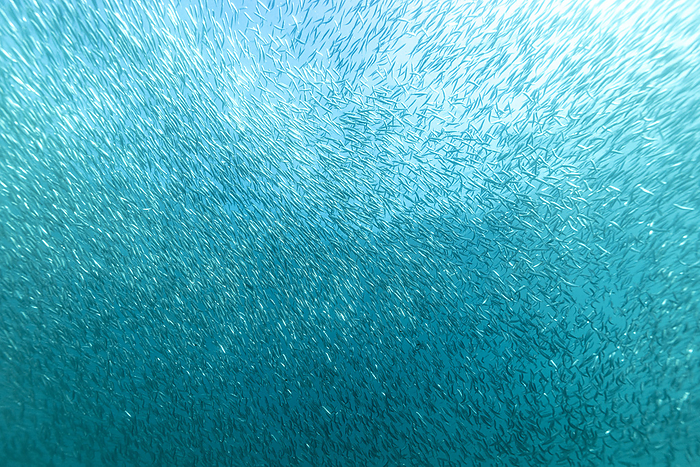 Underwater view of a bunch of sardines, South Africa, Eastern Cape, Port Saint Johns NU, by Cavan Images / Raffi Maghdessian