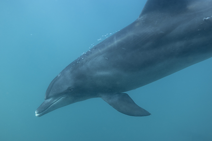 Close-up of a bottlenose dolphin, South Africa, Eastern Cape, Port Saint Johns NU, by Cavan Images / Raffi Maghdessian
