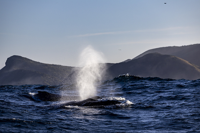 A whale blows on the surface, South Africa, Eastern Cape, Port Saint Johns NU, by Cavan Images / Raffi Maghdessian
