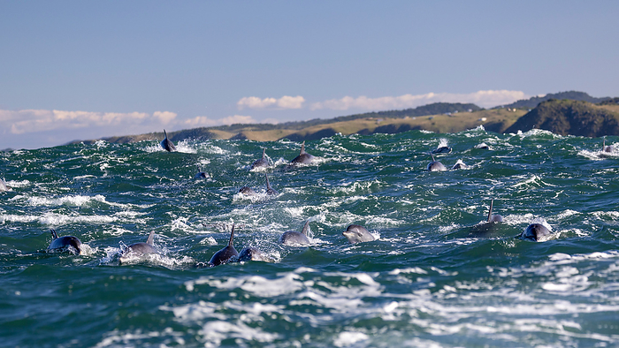 A large group of dolphins swims at the surface during the sardine run, South Africa, Eastern Cape, Port Saint Johns NU, by Cavan Images / Raffi Maghdessian