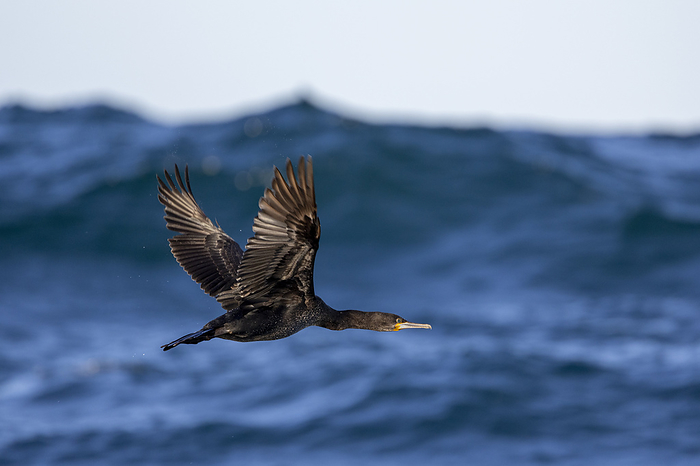 A cormorant flies over the Indian Ocean, South Africa, Eastern Cape, Port Saint Johns NU, by Cavan Images / Raffi Maghdessian