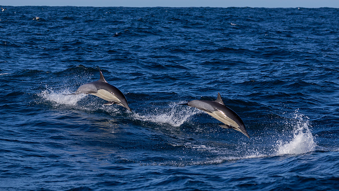 Two common dolphins jump out of the water, South Africa, Eastern Cape, Port Saint Johns NU, by Cavan Images / Raffi Maghdessian