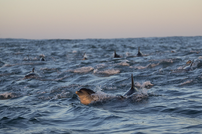 A group of dolphins swims at the surface during the sardine run, South Africa, Eastern Cape, Port Saint Johns NU, by Cavan Images / Raffi Maghdessian