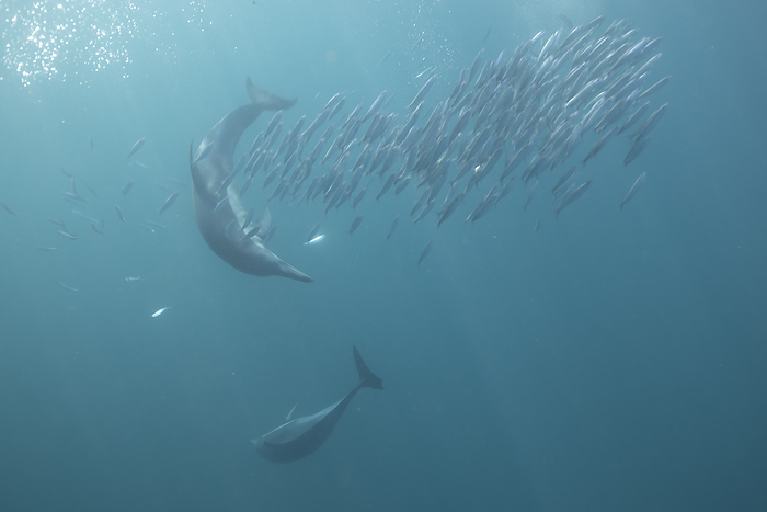 Two dolphins hunt sardines during the sardine run, South Africa, Eastern Cape, Port Saint Johns NU, by Cavan Images / Raffi Maghdessian