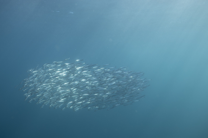 Sardines swimming beneath the water's surface, South Africa, Eastern Cape, Port Saint Johns NU, by Cavan Images / Raffi Maghdessian