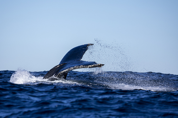 a whale tail when diving, South Africa, Eastern Cape, Port Saint Johns NU, by Cavan Images / Raffi Maghdessian