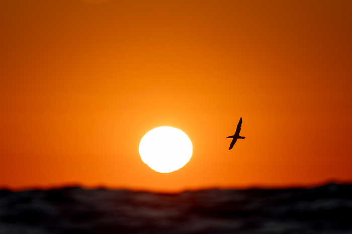 A gannet flies in front of the sunrise, South Africa, Eastern Cape, Port Saint Johns NU, by Cavan Images / Raffi Maghdessian