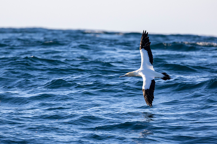 A Northern Gannet swims over the ocean, South Africa, Eastern Cape, Port Saint Johns NU, by Cavan Images / Raffi Maghdessian