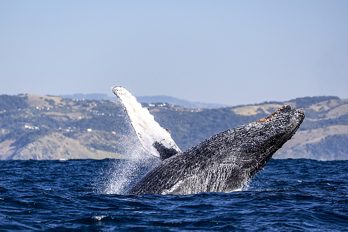A humpback whale jumps out of the water, South Africa, Eastern Cape, Port Saint Johns NU, by Cavan Images / Raffi Maghdessian