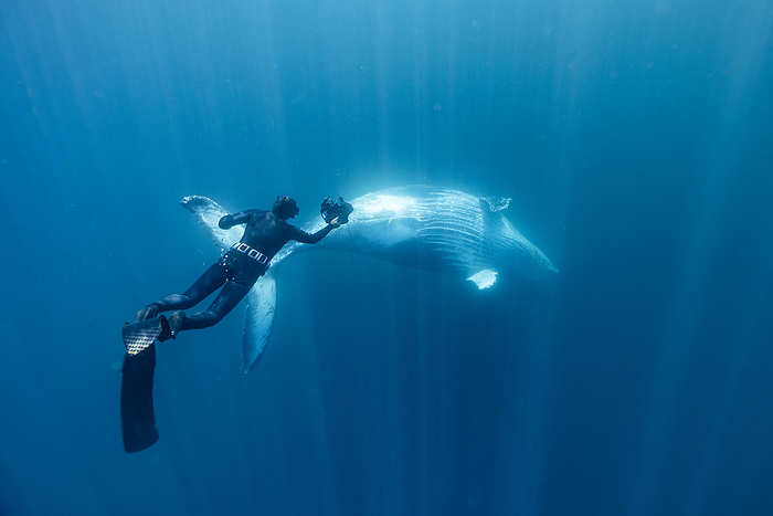 underwater photographer shooting a whale, South Africa, Eastern Cape, Port Saint Johns NU, by Cavan Images / Raffi Maghdessian