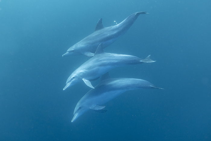 Three bottlenose dolphins swimming underwater, South Africa, Eastern Cape, Port Saint Johns NU, by Cavan Images / Raffi Maghdessian