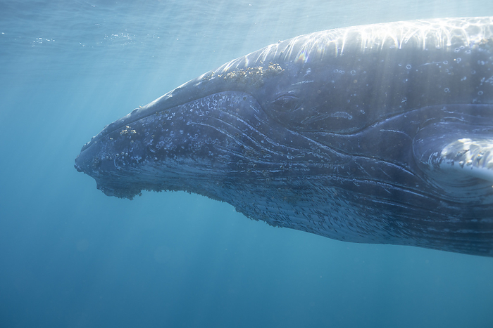 A humpback whale swims peacefully underwater, South Africa, Eastern Cape, Port Saint Johns NU, by Cavan Images / Raffi Maghdessian