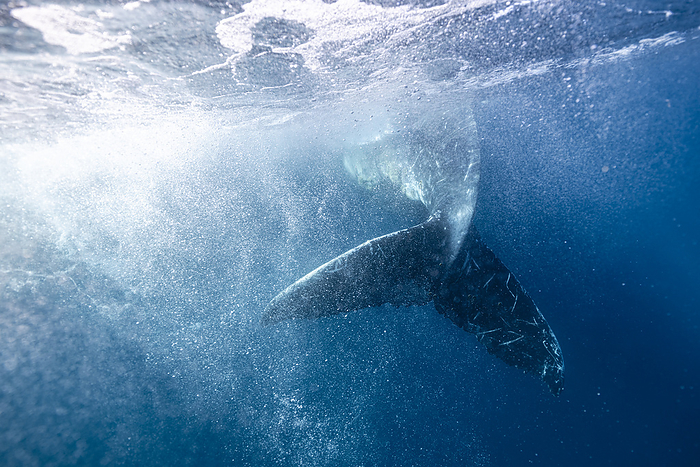 A humpback whale's tail swims through the water, South Africa, Eastern Cape, Port Saint Johns NU, by Cavan Images / Raffi Maghdessian