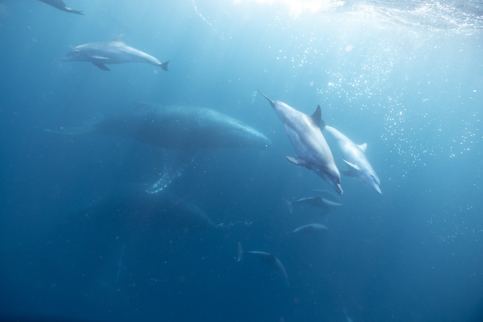 Bottlenose dolphins swimming underwater with humpback whales, South Africa, Eastern Cape, Port Saint Johns NU, by Cavan Images / Raffi Maghdessian