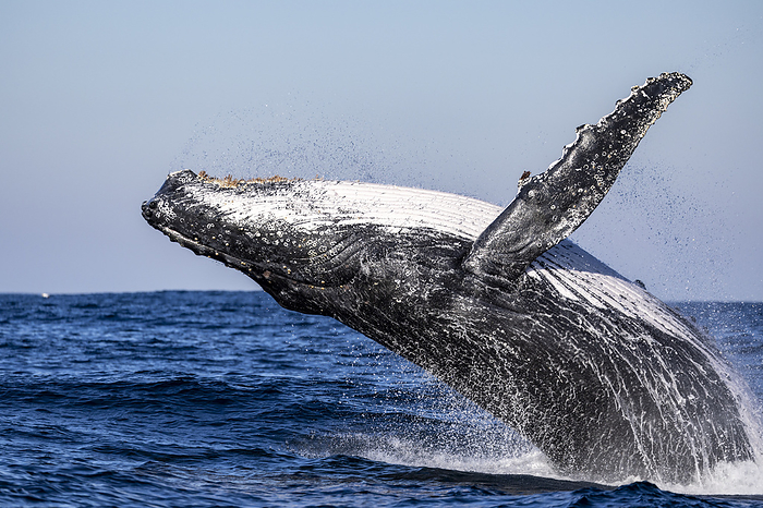 A humpback whale jumps out of the water, South Africa, Eastern Cape, Port Saint Johns NU, by Cavan Images / Raffi Maghdessian
