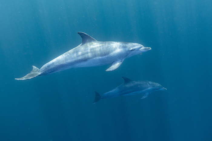 Dolphin and calf swim underwater, South Africa, Eastern Cape, Port Saint Johns NU, by Cavan Images / Raffi Maghdessian