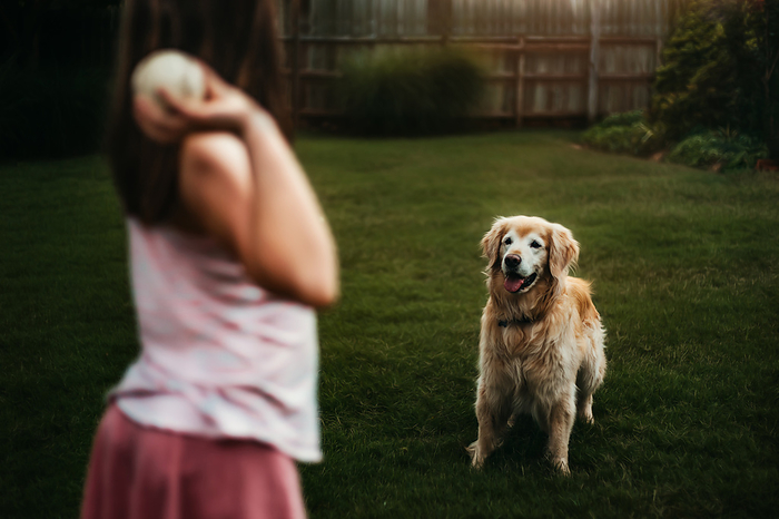 Dog Waiting for ball to be thrown, Tulsa, Oklahoma, United States, by Cavan Images / Kristen Ryan