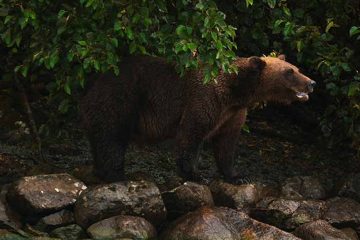 A grizzly bears stands on some rocks on the shore in Alaska, Talkeetna, Alaska, United States, by Cavan Images / Sarah Ann Loreth