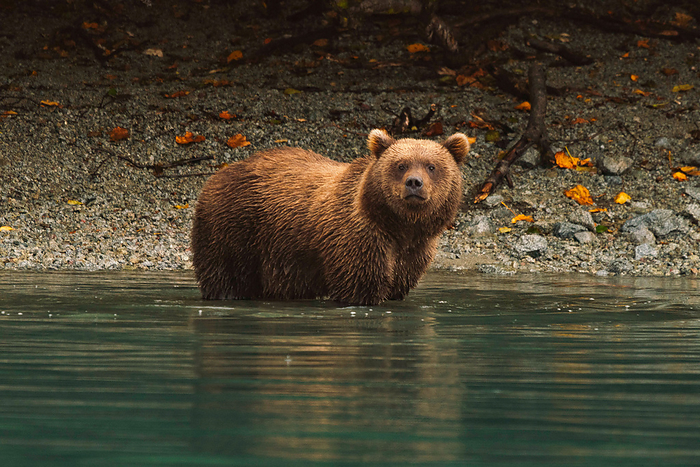Grizzy bear stands in a lake in Alaska, Talkeetna, Alaska, United States, by Cavan Images / Sarah Ann Loreth