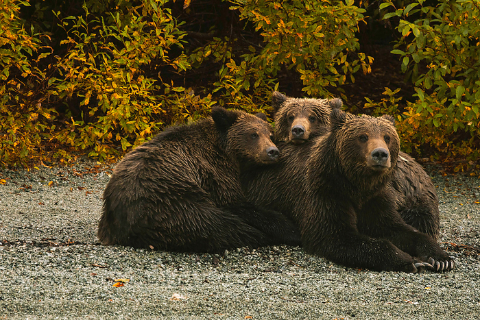 Sow and two cubs cuddle on the shore in Alaska, Talkeetna, Alaska, United States, by Cavan Images / Sarah Ann Loreth