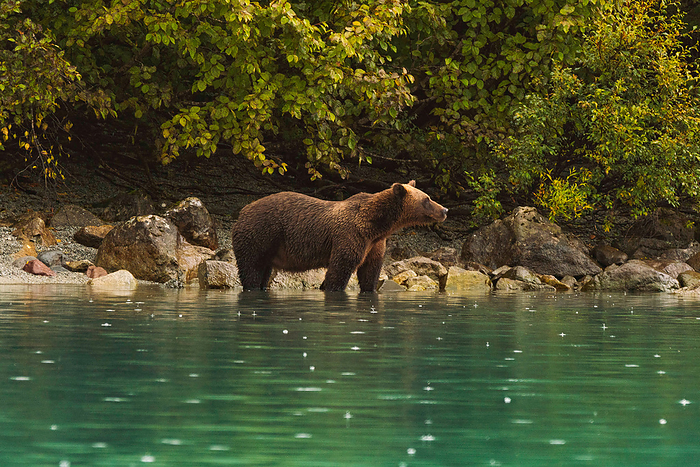 A grizzly bear stands in a lake in the rain, Talkeetna, Alaska, United States, by Cavan Images / Sarah Ann Loreth