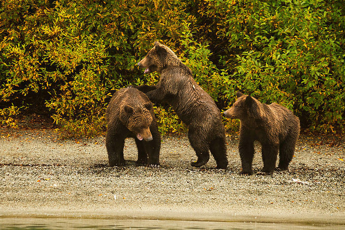 Three cubs play on the lake shore in Alaska, Talkeetna, Alaska, United States, by Cavan Images / Sarah Ann Loreth