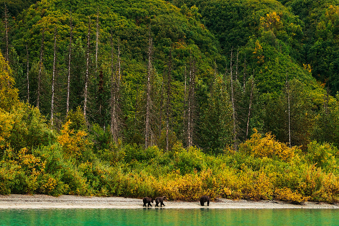 Three grizzly bears walk along the lake shore in Alaska, Talkeetna, Alaska, United States, by Cavan Images / Sarah Ann Loreth