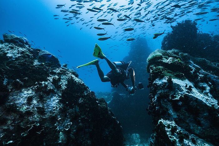 diver exploring reef close to the island of Koh Tao / Thailand, Chumphon Buri, Surin, Thailand, by Cavan Images / Henn Photography