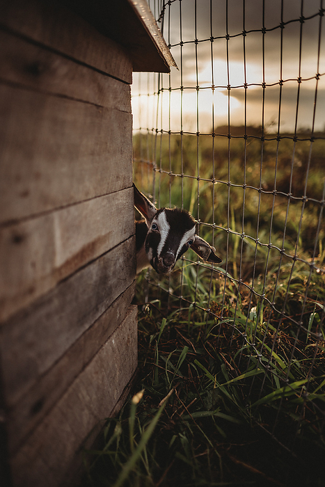 A baby goat peering around the corner of a wooden barn, Eaton, Ohio, United States, by Cavan Images / Chelsea Crosier