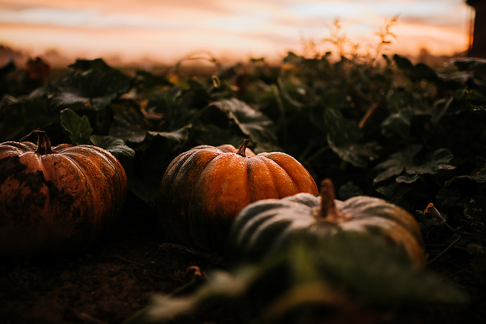 Orange pumpkins with dew in the morning light, Eaton, Ohio, United States, by Cavan Images / Chelsea Crosier