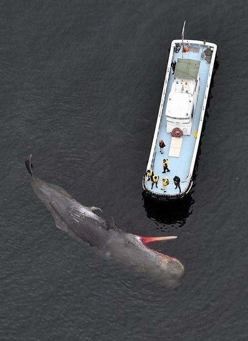 Experts examine a whale floating on the surface of the sea. Experts examine a whale floating on the sea surface in Osaka Bay at 11:07 a.m. on February 19, 2024, photographed by Nobushi Kako from the head office helicopter.