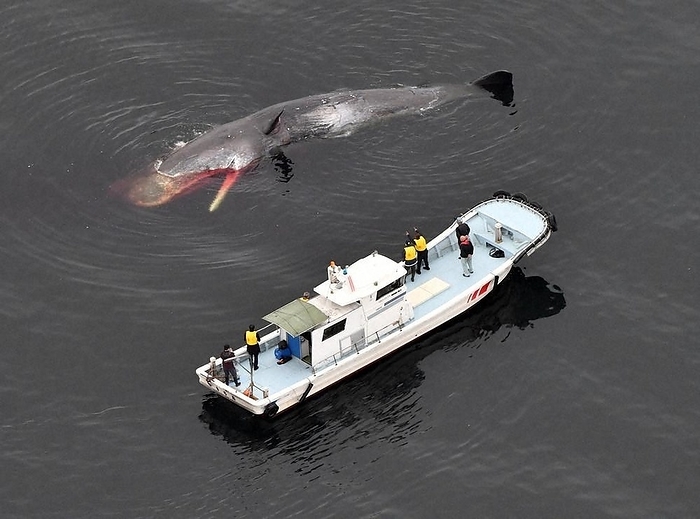 Experts examine a whale floating on the surface of the sea. Experts examine a whale floating on the sea surface in Sakai, Osaka, Japan, at 10:55 a.m. on February 19, 2024, photographed by Nobushi Kako from a Honsha helicopter.
