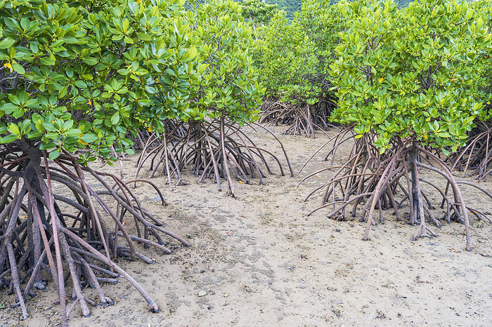 Mangrove in Nagura Bay, Okinawa