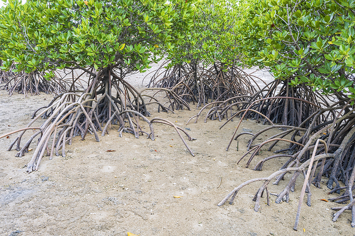 Mangrove in Nagura Bay, Okinawa
