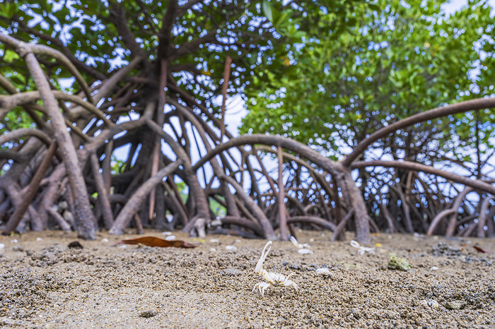 Mangroves and the Okinawa spiny dogfish in Nagura Bay, Okinawa, Japan
