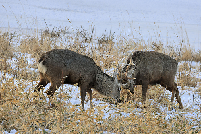 Hokkaido Ezo Deer Horns