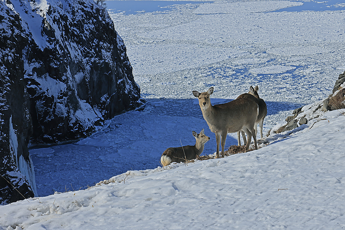 Hokkaido Yunohana Falls cliff and Ezo sika deer