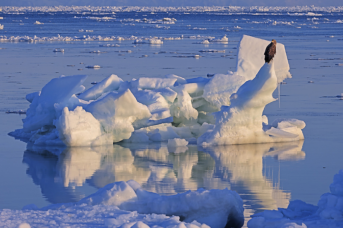 Hokkaido white-tailed eagle and drift ice in the Sea of Okhotsk