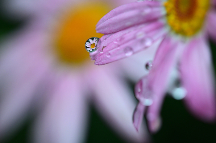 Pink marguerite flowers blooming in drops