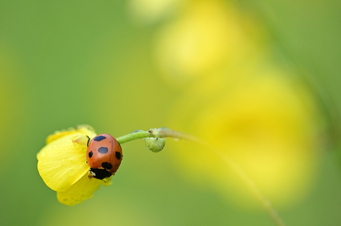 Ladybug perching on yellow flower in field Close-up
